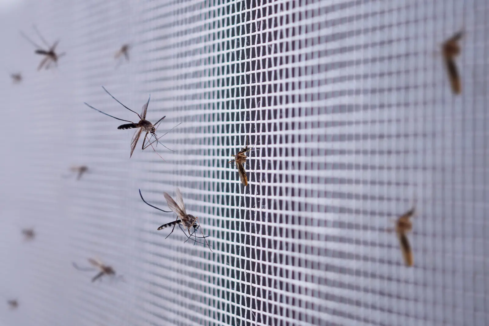 Bright living room with retractable mosquito screen
